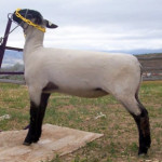 lambs 075