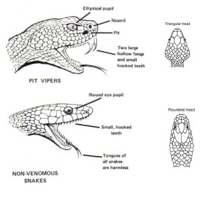 Venomous vs. Non-venomous snakes
