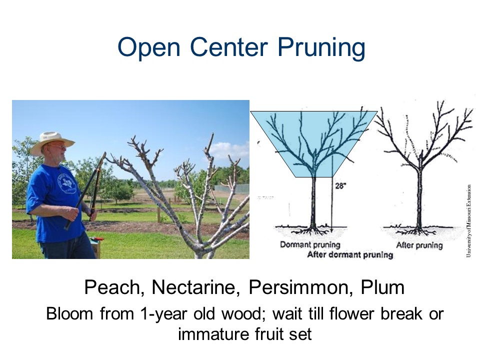 Pruning old stone fruit trees