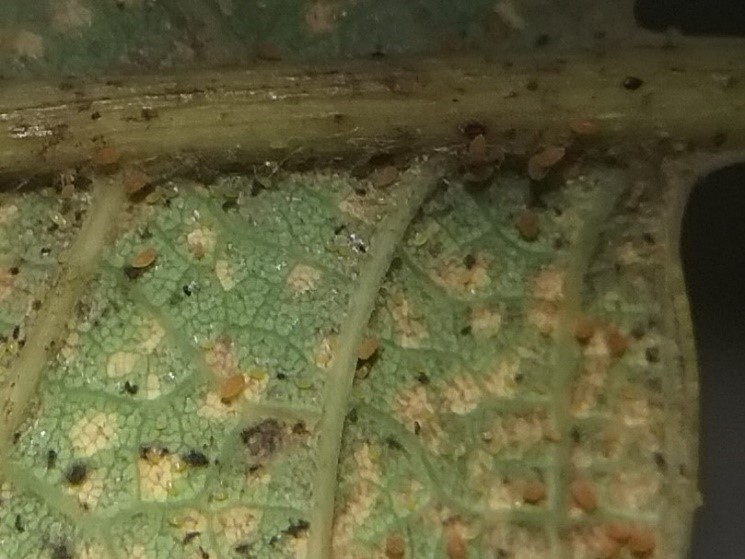 Aphids - Underside of Oak Leaf using scope showing population of yellow aphid