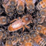 Honey bee workers surround a queen bee. Bees are likely to sting only when they perceive a threat to the nest and queen. (Photo courtesy of USDA-ARS.)