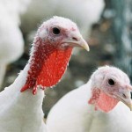 Beltsville-white-turkey-hens