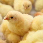 Getting Started with Show Broilers