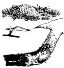 Figure 1. Pocket gopher using nose and front feet to tamp earthen plug to tunnel.