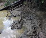 Figure 3A. Wallows (A) can be found in wet areas during warmer months, and rubs are often associated with them.