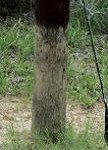 Figure 3B. In areas where populations are large, feral hog rubs can often be found on utility poles 