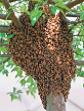 A honey bee swarm. (Photo courtesy of B. Pierson)