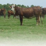Buying Vs Raising Replacement Heifers
