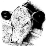 Supplementation Strategies for Beef Cattle