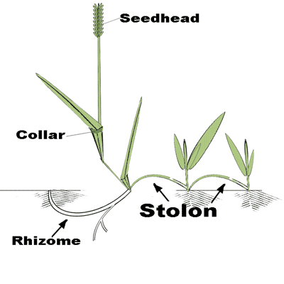 Plant ID