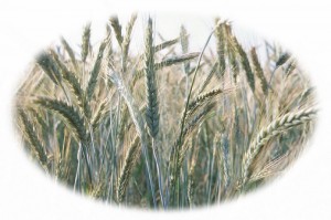 wheat0004-circle