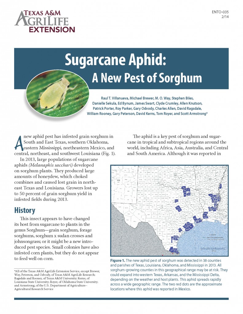 Aphids A Sorghum Pest_Page_1