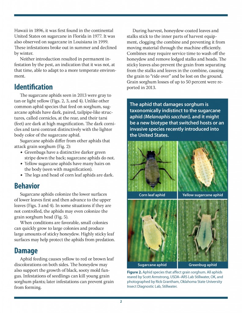 Aphids A Sorghum Pest_Page_2