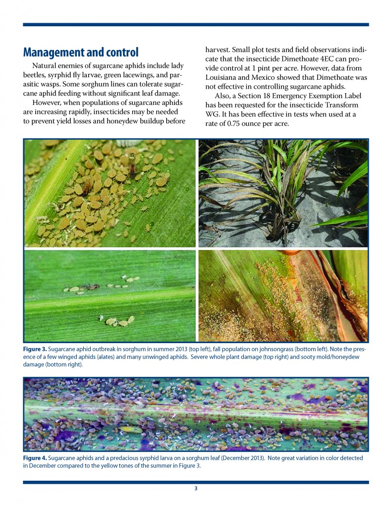 Aphids A Sorghum Pest_Page_3