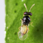 Picture of parastic wasp, Tamarixia