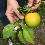 Citrus greening on leaf and on fruit
