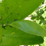 A picture of the citrus psyllids on the underside of a citrus leaf