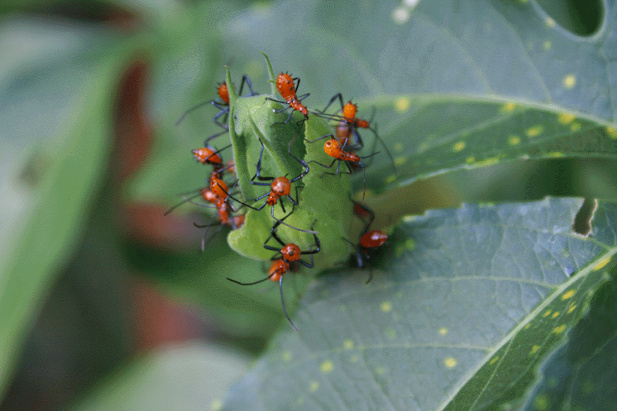 Tamu Leaf Footed Bug Nymphs 