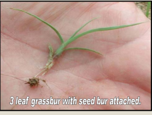 3 leaf grassbur with seed bur attached