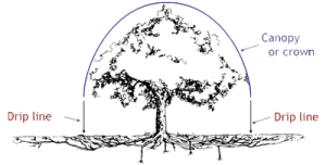Side view of a large tree with arrows draw from edge of canopy, straight to the ground, indicating location of drip line