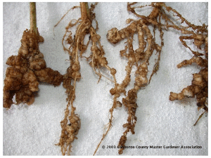 Root-knot nematode damage on bean roots causes swelling and knoting of roots.
