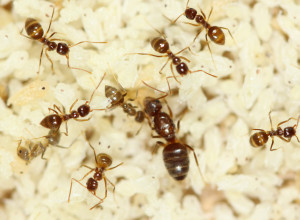 tawny-ants-2013