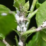 Mealybugs on a green stem