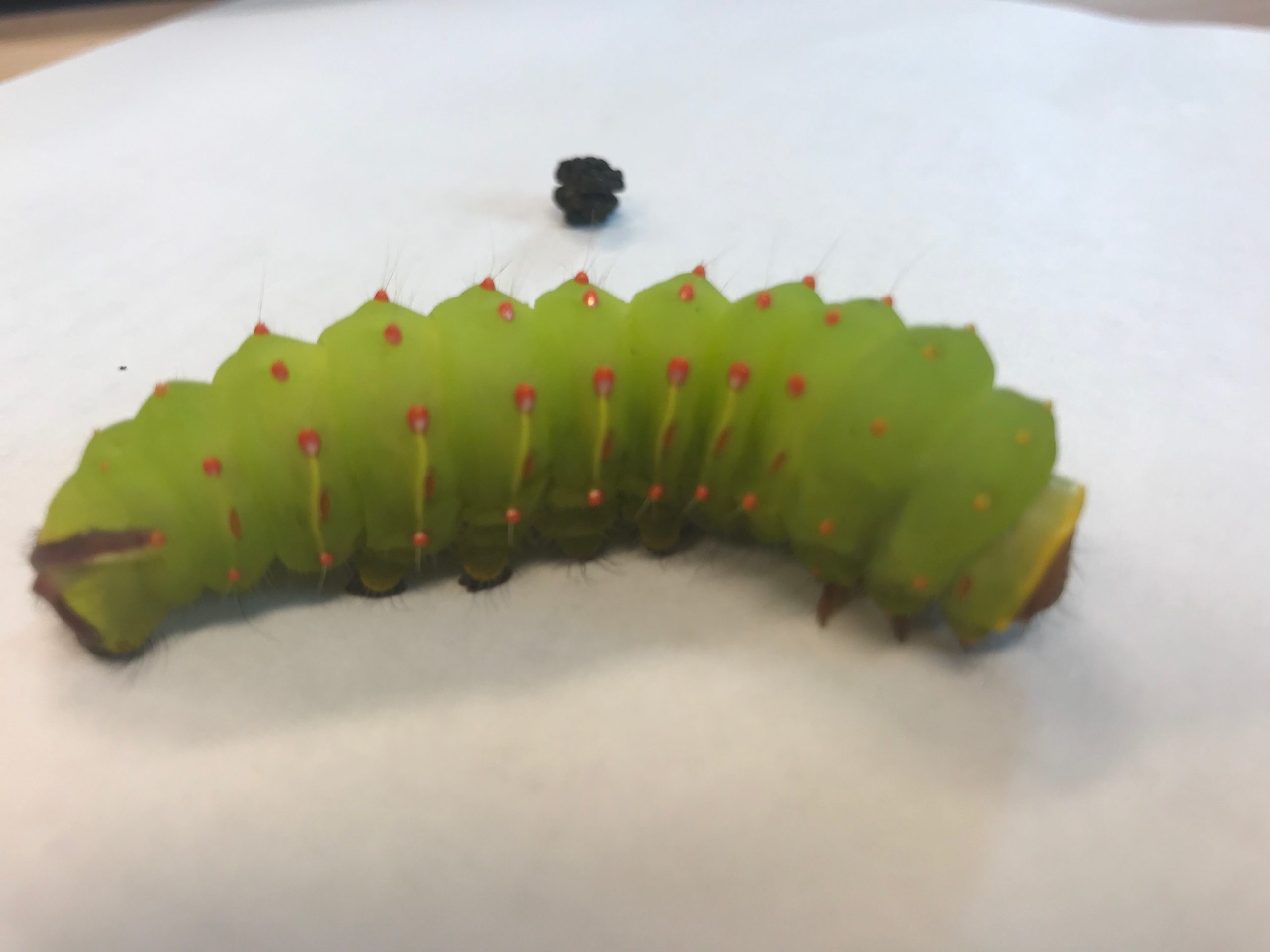 Polyphemus Moth Cocoon